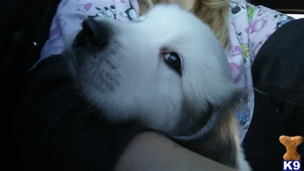 Great Pyrenees stud dog