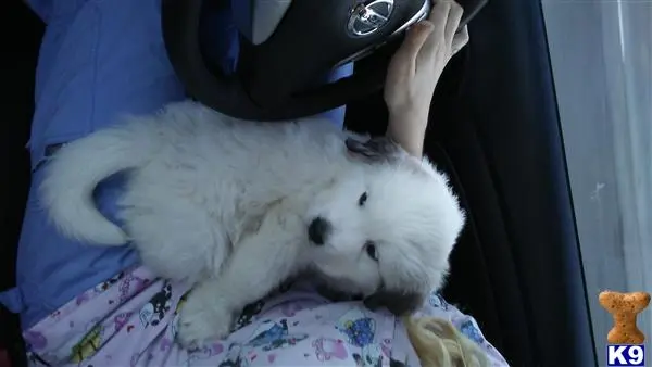 Great Pyrenees stud dog