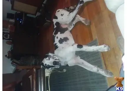 Great Dane