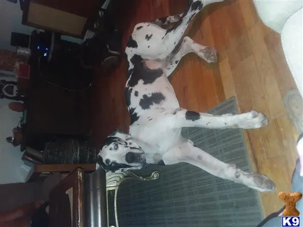 Great Dane