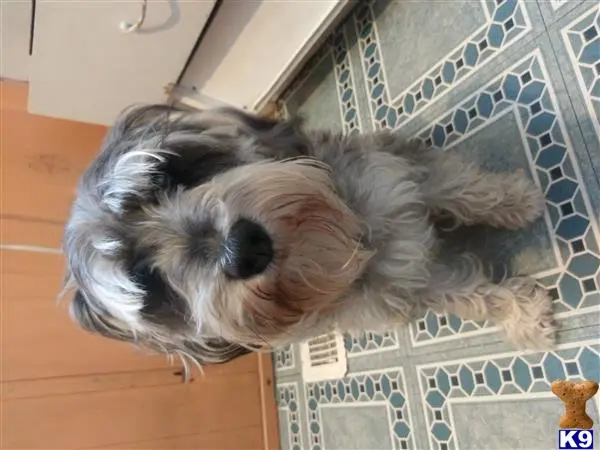 Miniature Schnauzer stud dog