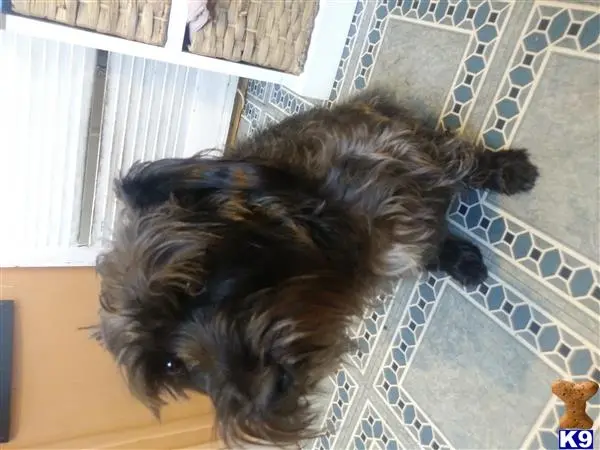 Miniature Schnauzer stud dog