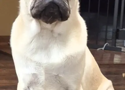 Pug stud dog: Fawn Pug sitting indoors with a neutral expression