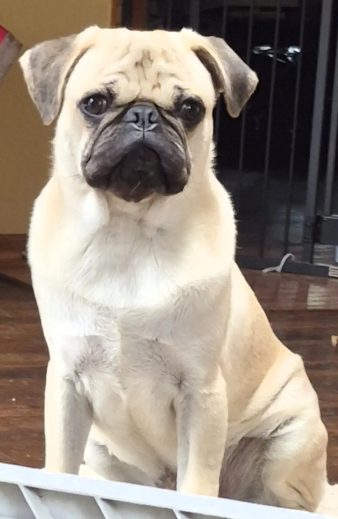 Pug stud dog: Fawn Pug sitting calmly indoors with a neutral expression
