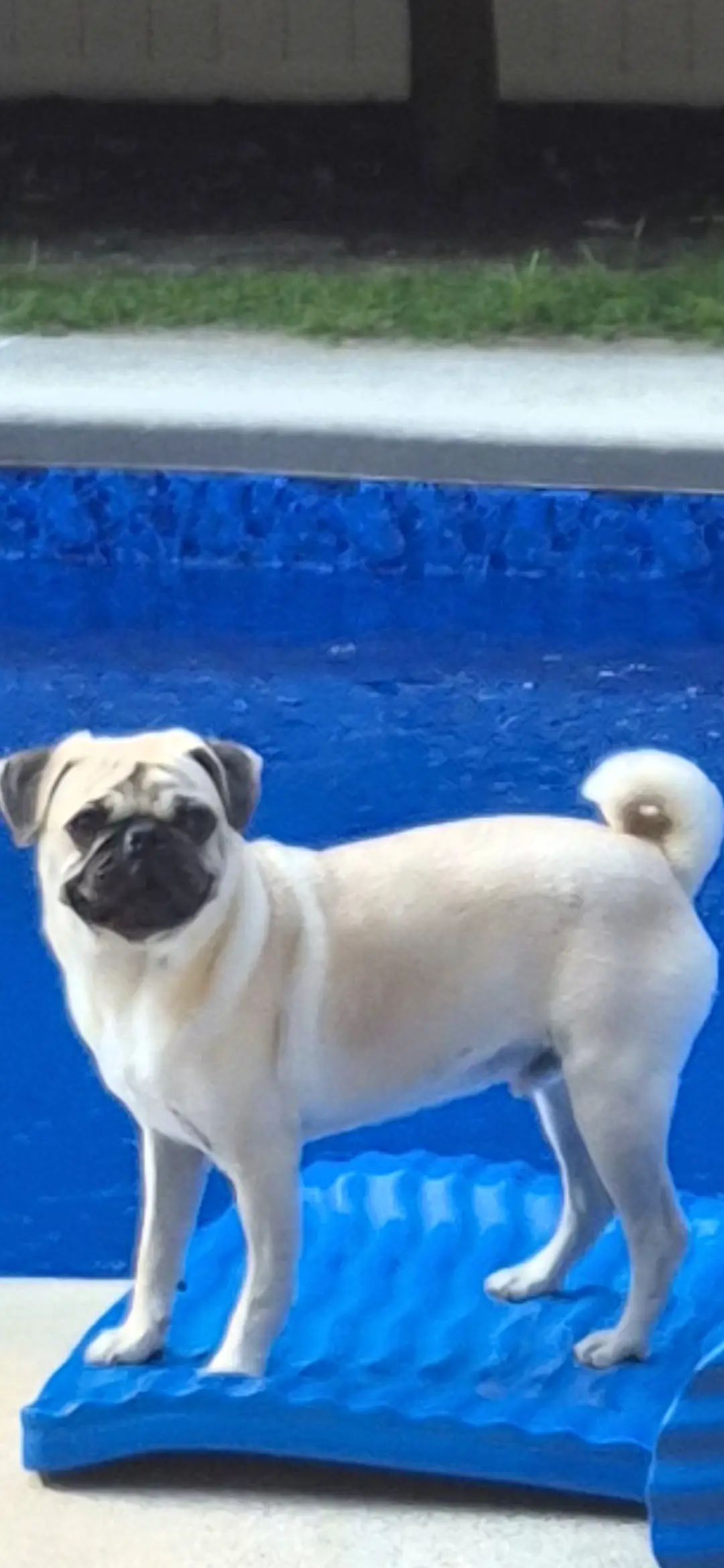 Pug stud dog: Fawn Pug standing on a blue mat by a pool