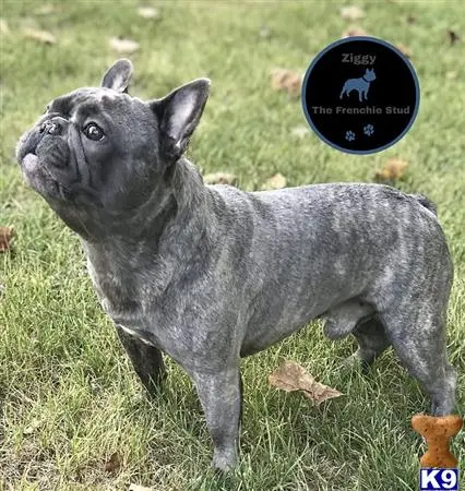 French Bulldog stud dog