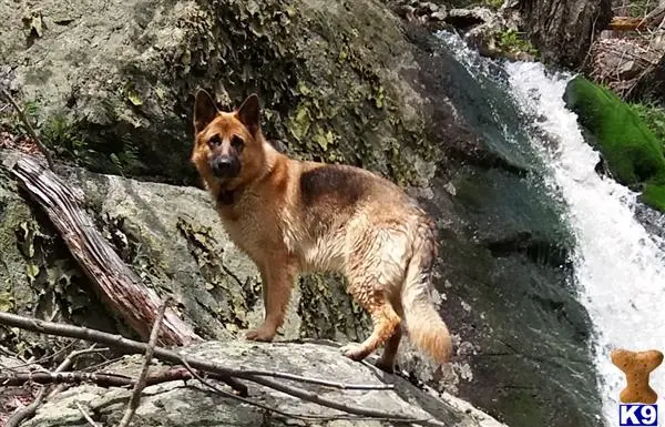 German Shepherd female dog