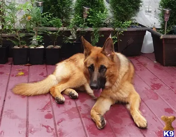 German Shepherd female dog