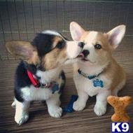 Pembroke Welsh Corgi