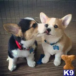 Pembroke Welsh Corgi puppy for sale