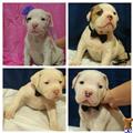 american bulldog puppy posted by zirah0208