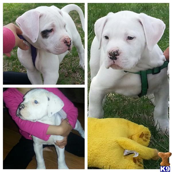 american bulldog puppies for sale in nj american bulldog puppy for sale american bulldog puppies 4 years american bulldog puppies for sale in nj american bulldog puppy for sale american bulldog puppies 4 years