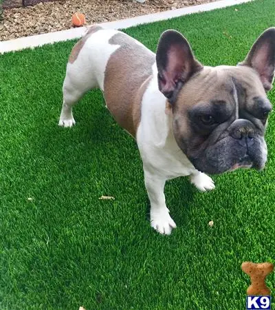 French Bulldog stud dog