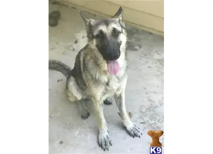 a german shepherd dog lying on the ground