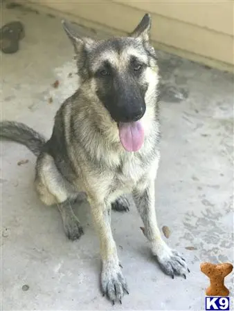 German Shepherd stud dog: a german shepherd dog lying on the ground