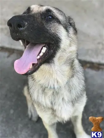 German Shepherd stud dog: a german shepherd dog with its mouth open