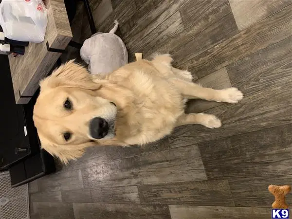 Golden Retriever stud dog