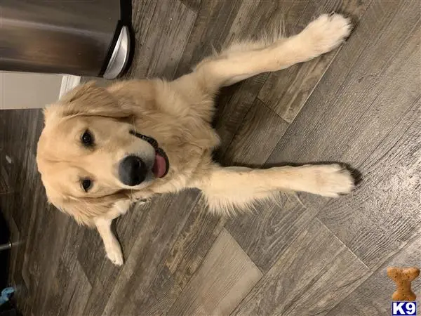 Golden Retriever stud dog