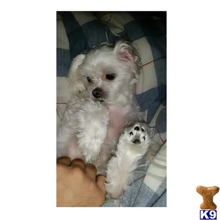 Maltese female dog