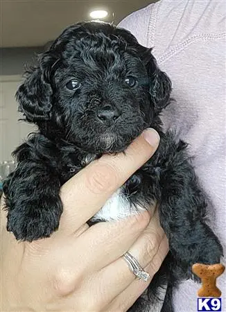 Goldendoodles puppy for sale