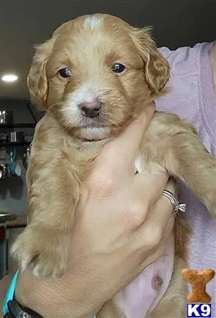 Goldendoodles puppy for sale