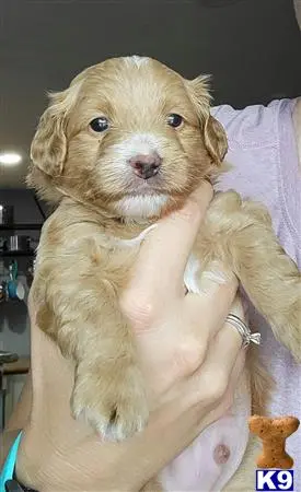 Goldendoodles puppy for sale