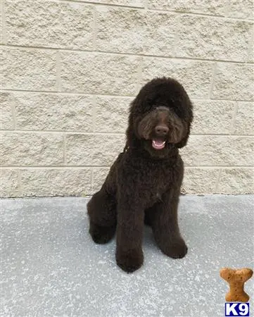 Labradoodle stud dog