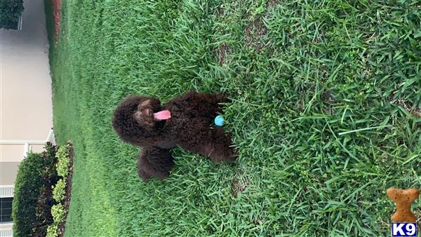 Labradoodle stud dog