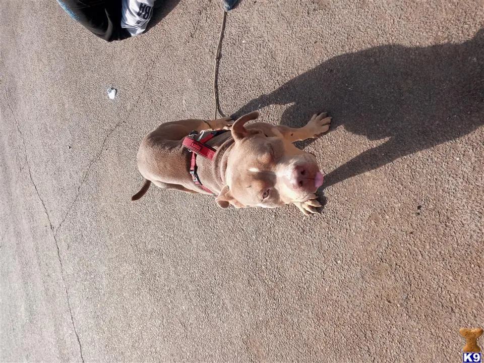 American Bully stud dog