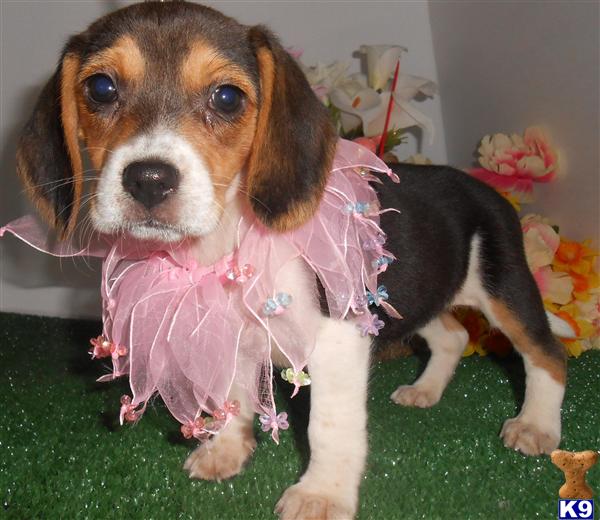 Dogs For Sale By Owner In Chicago Il Dogs For Sale By Owner In Chicago Il