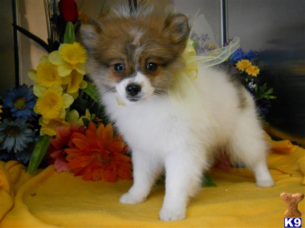 parti colored pomeranians for sale pomeranian puppy for sale chicago pomeranian parti colored 7 years parti colored pomeranians for sale pomeranian puppy for sale chicago pomeranian parti colored 7 years