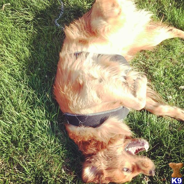 Golden Retriever stud dog