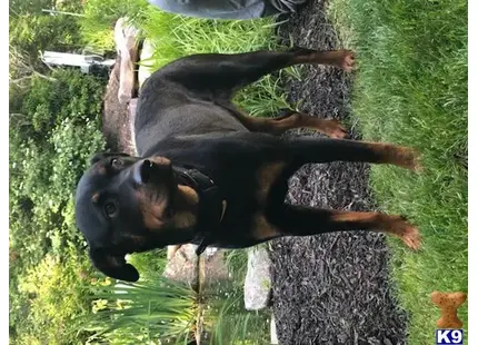 Rottweiler
