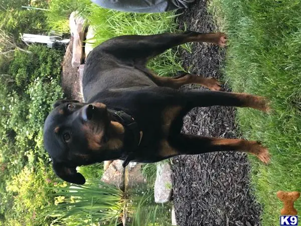 Rottweiler female dog