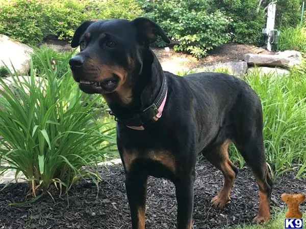 Rottweiler female dog