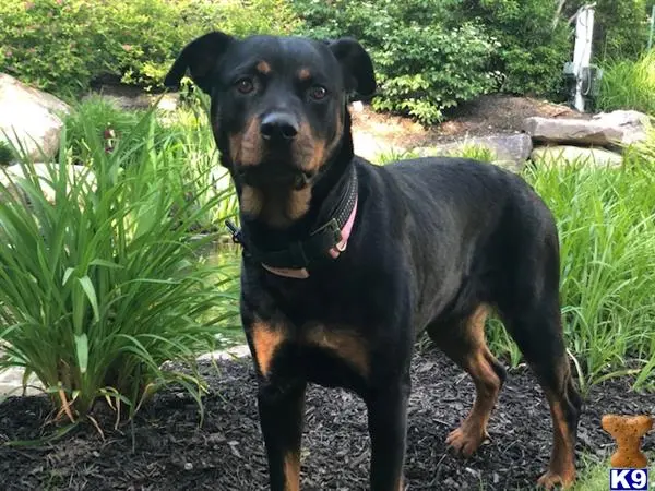 Rottweiler female dog