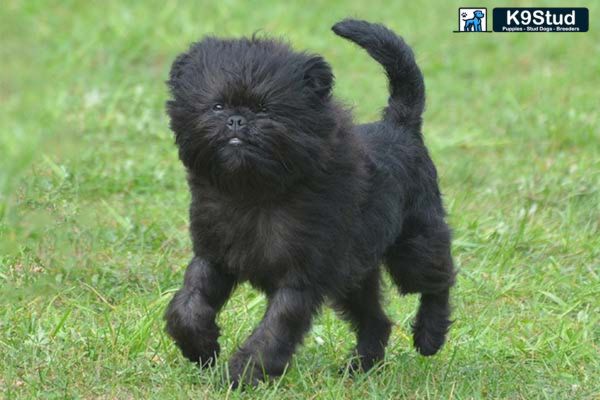 Brindle Frenchie running in a field