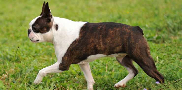 Boston Terrier