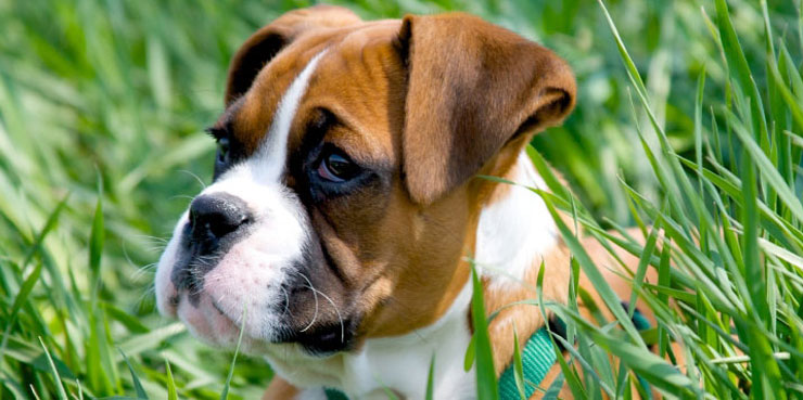 Boxer
