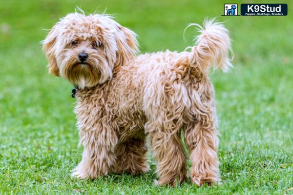 Cavapoo breed guide