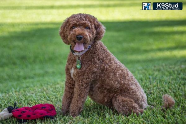 Cavapoo puppy with curly apricot coat
