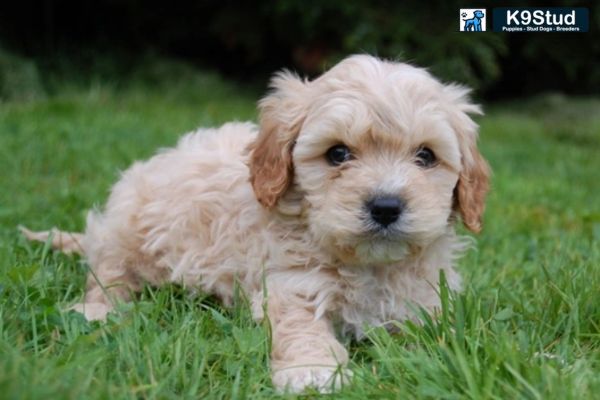 Adult Cavapoo resting in a lap