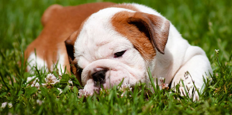 English Bulldog