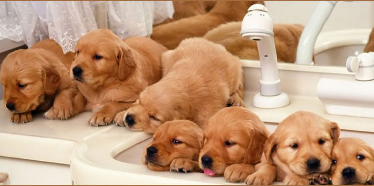 Golden Retriever