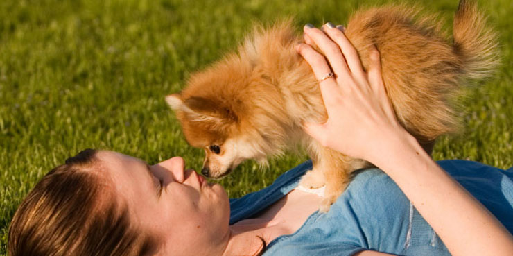 Pomeranian