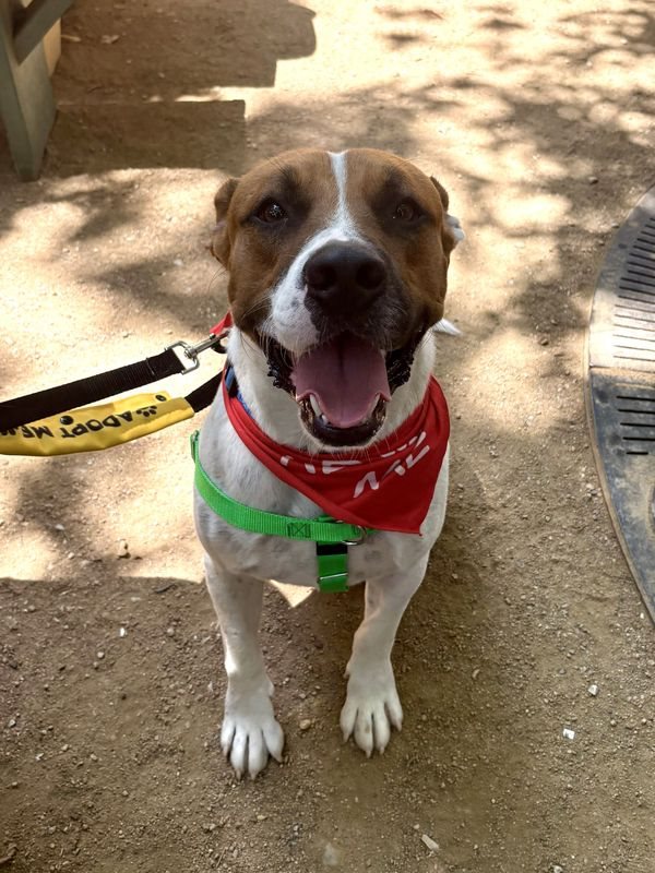 American Staffordshire terrier, Staffordshire terrier, American pit bull terrier, pit bull terrier guessed by k9stud ai