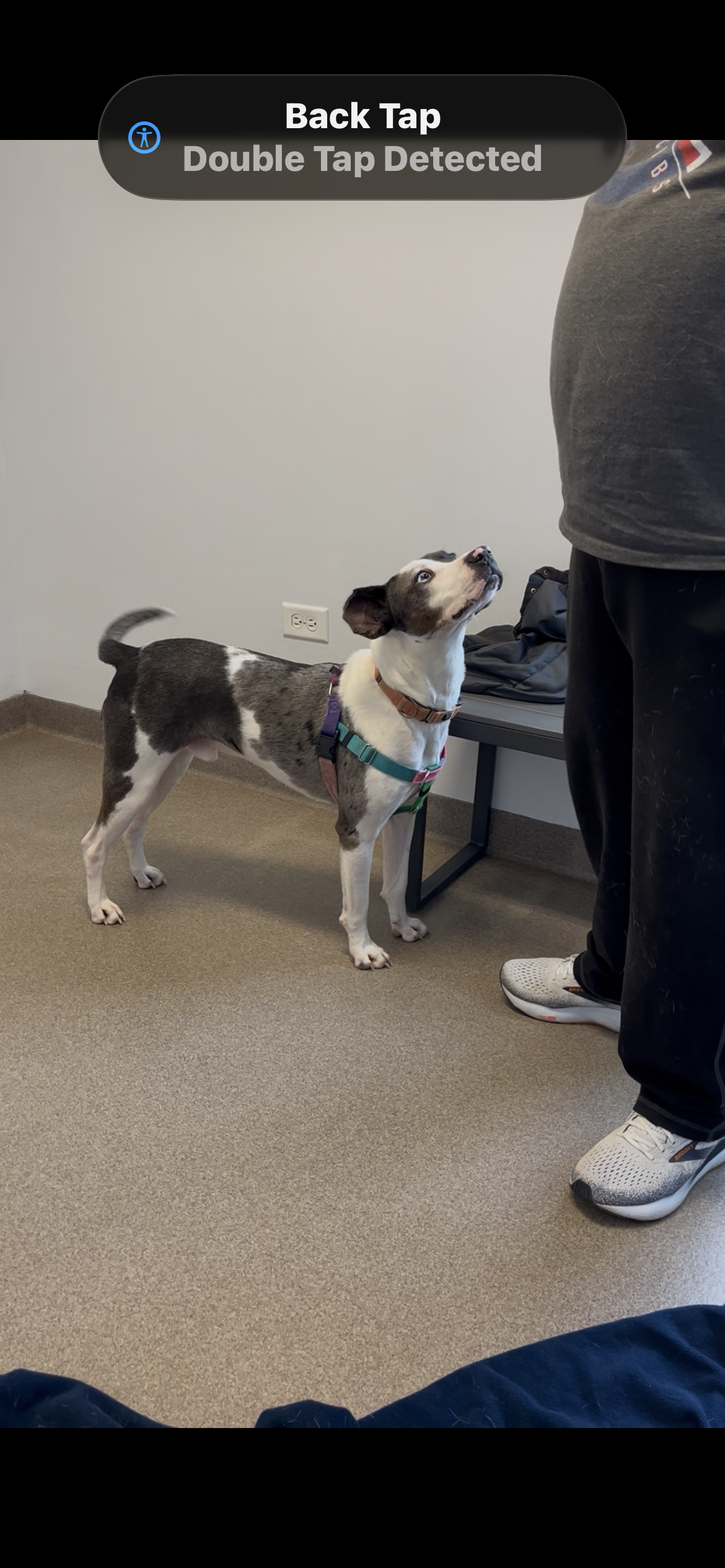 Cardigan, Cardigan Welsh corgi dog, identified by the K9Stud breed AI