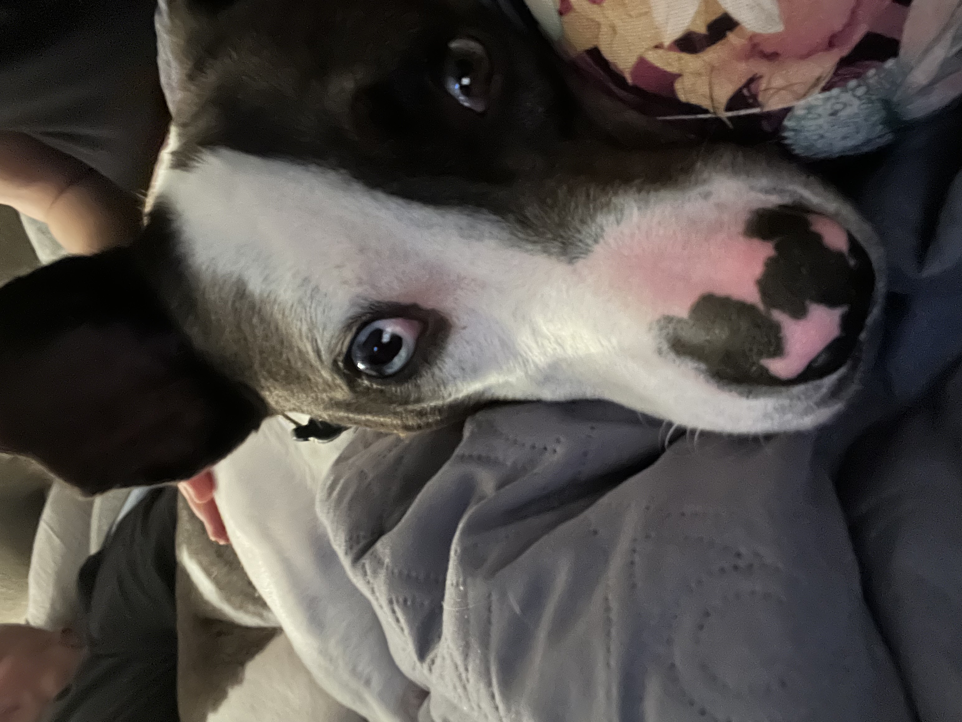 American Staffordshire terrier, Staffordshire terrier, American pit bull terrier, pit bull terrier dog, identified by the K9Stud breed AI