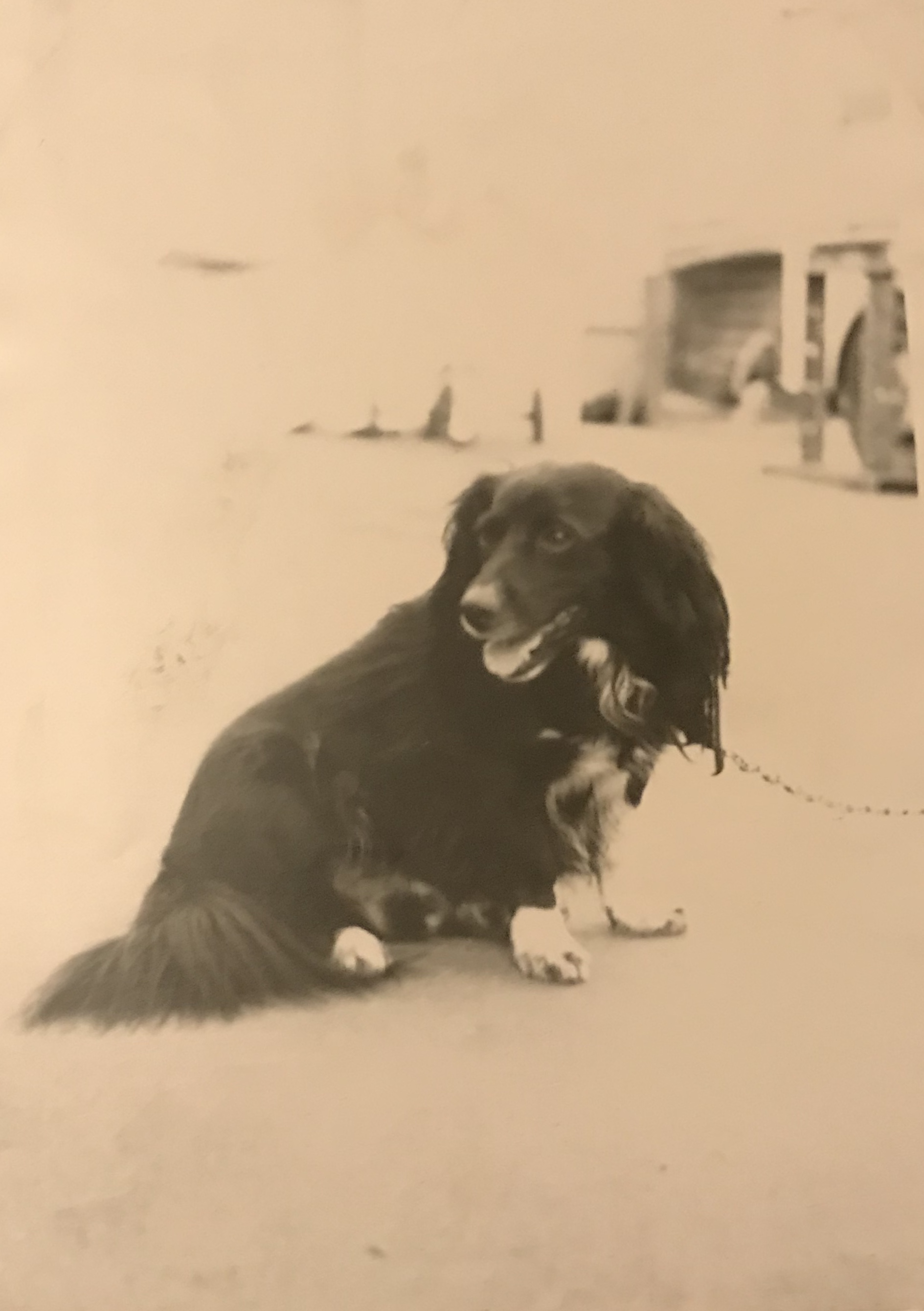 Border collie dog, identified by the K9Stud breed AI