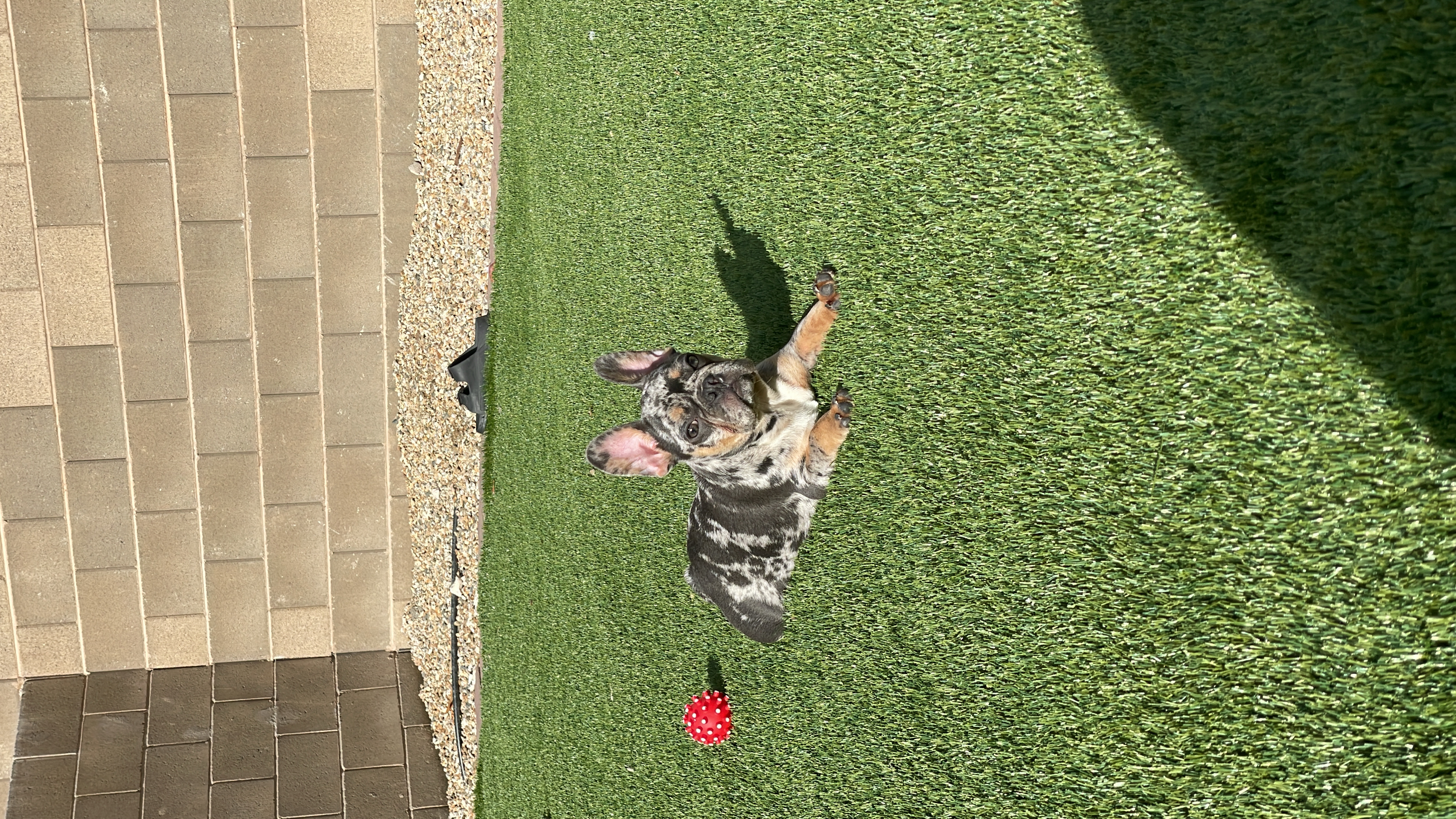 silky terrier, Sydney silky dog, identified by the K9Stud breed AI